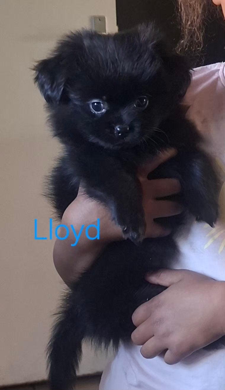 prachtige unieke Shiranian F1 pup reu (Shih Tzu x Pomeriaan), Dieren en Toebehoren, Honden | Chihuahua's en Gezelschapshonden