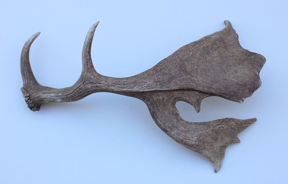 Grote DAMHERT GEWEI AFWERP STANG - 1,5 kg - 65 cm