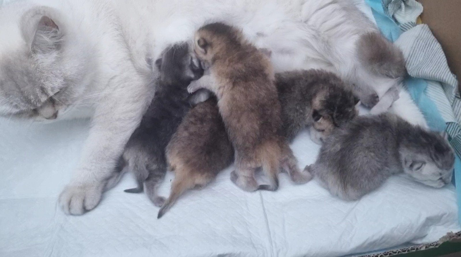 Britse korthaar en langhaar kittens te koop, Dieren en Toebehoren, Meerdere dieren, Met stamboom