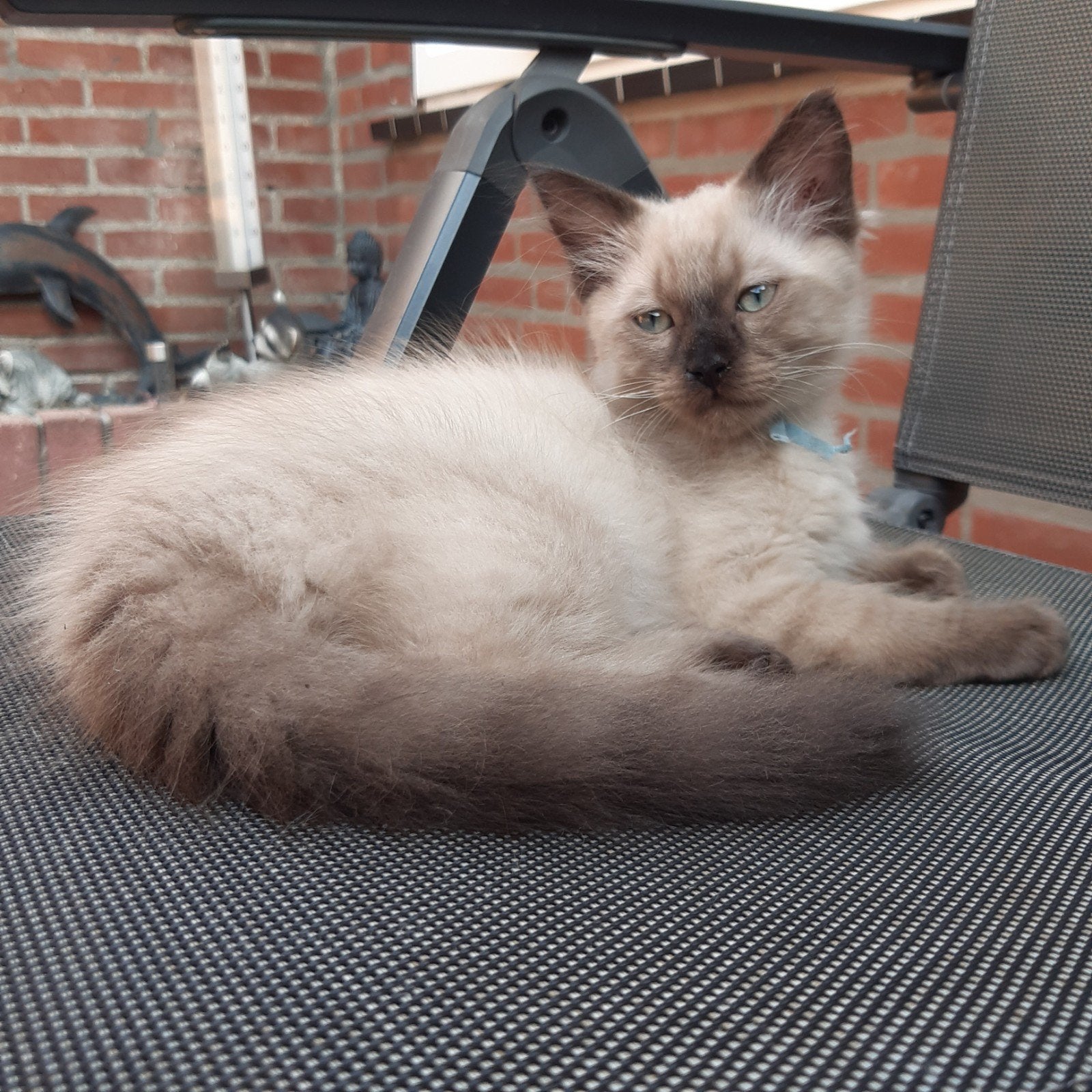 Seal mink  ragdoll kittens mogen over 5 dagen  verhuizen🥰, Meerdere dieren, Gechipt