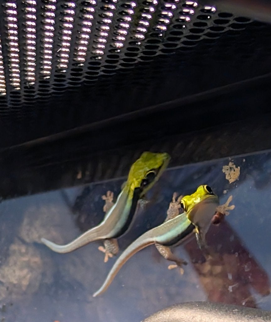 Phelsuma klemmeri nakweek 0.0.1, Amfibie, 0 tot 2 jaar