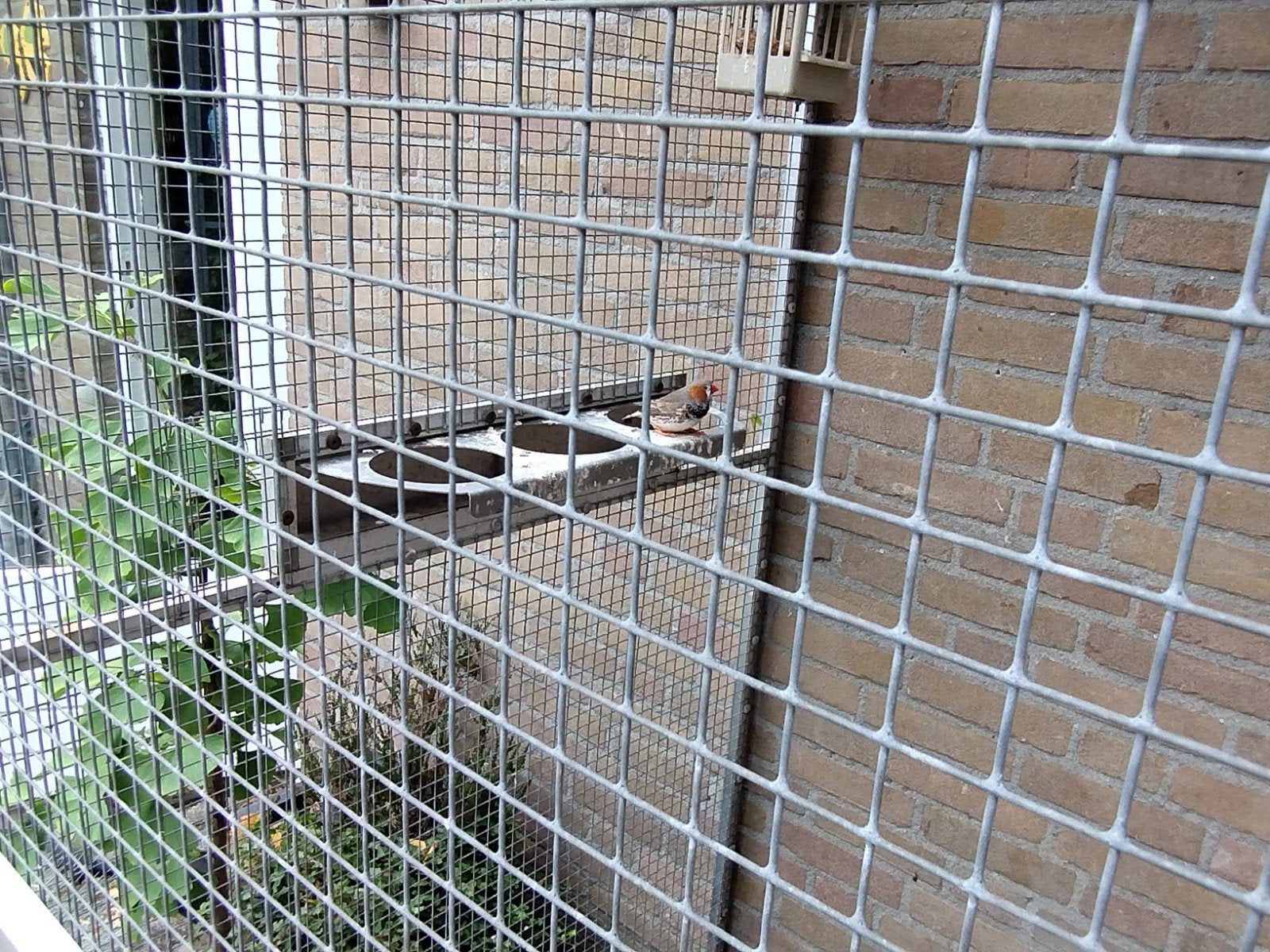 Zebravink koppeltje, Dieren en Toebehoren, Vogels | Overige Vogels, Meerdere dieren, Tropenvogel