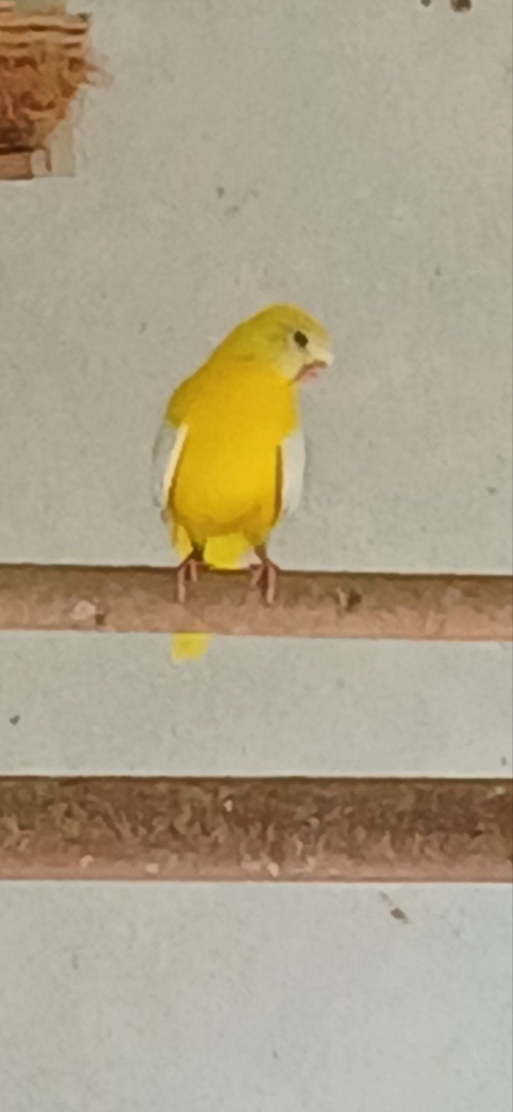 Turquosine goudgeel dilute, Meerdere dieren, Parkiet, Geringd