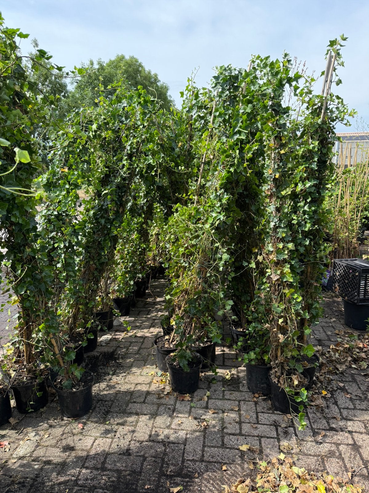 Hedera super grote planten hoog 225+  snel dicht, Ophalen, Vaste plant, Bloeit niet, Halfschaduw
