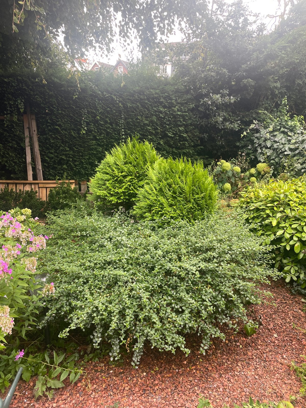 Thuja / Levensboom zelf ophalen, Volle zon, Vaste plant, Bloeit niet, Ophalen