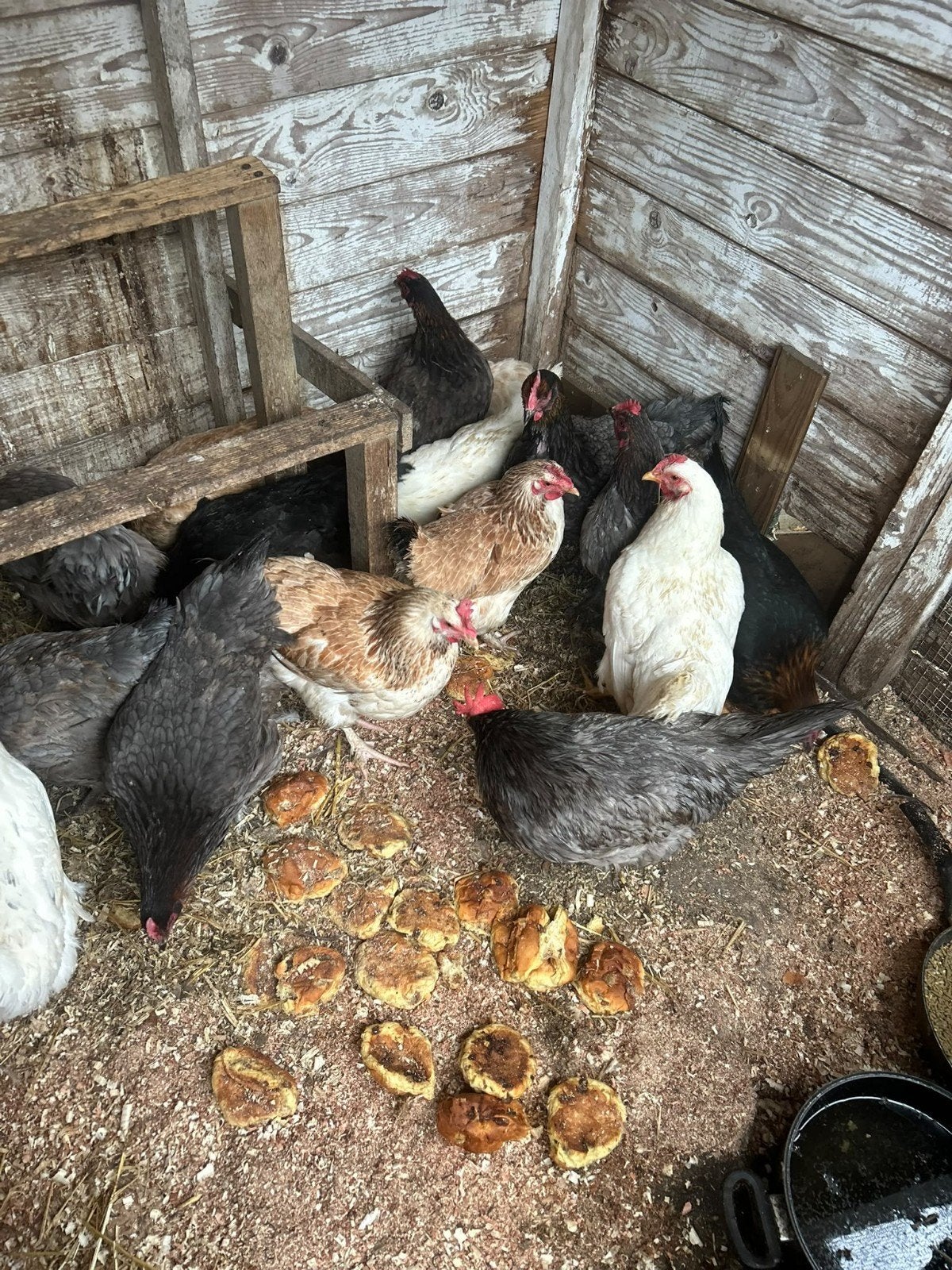 6 blauwe Koningsberger Kippen, Vrouwelijk, Kip