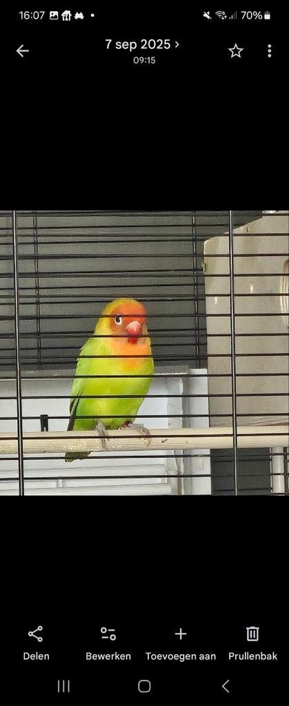 Koppel agapornis, Dieren en Toebehoren, Meerdere dieren, Dwergpapegaai of Agapornis