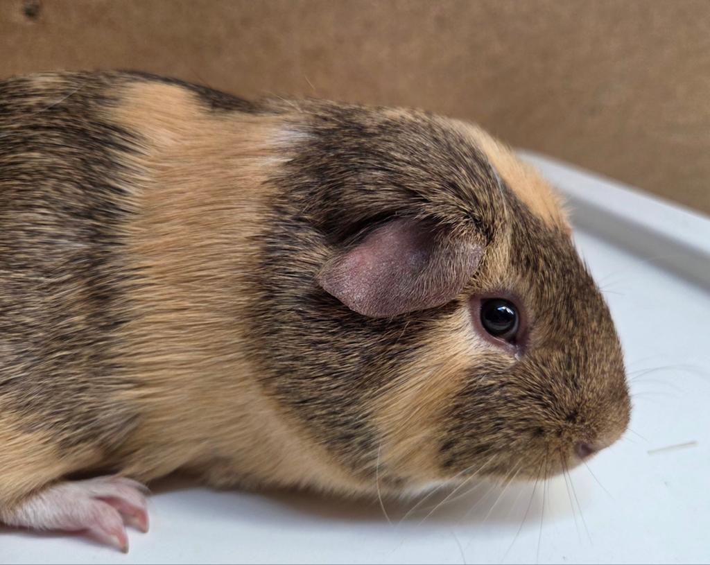Gladhaar beertje beschikbaar 🥰, Dieren en Toebehoren, Knaagdieren, Februari, Mannelijk, Cavia