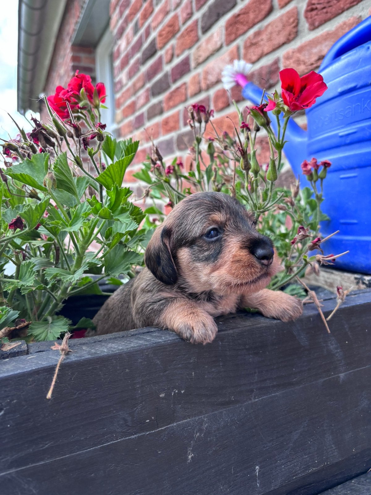Ruwharige teckel pups nog 1 teefje beschikbaar, Dieren en Toebehoren, 8 tot 15 weken, Dwerg, Parvo, Meerdere