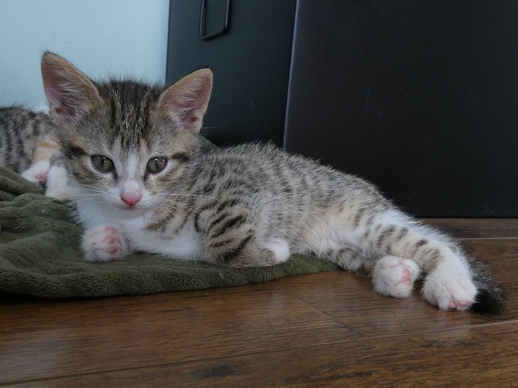 Lieve gestreepte kitten, Kater, Kortharig, 0 tot 2 jaar