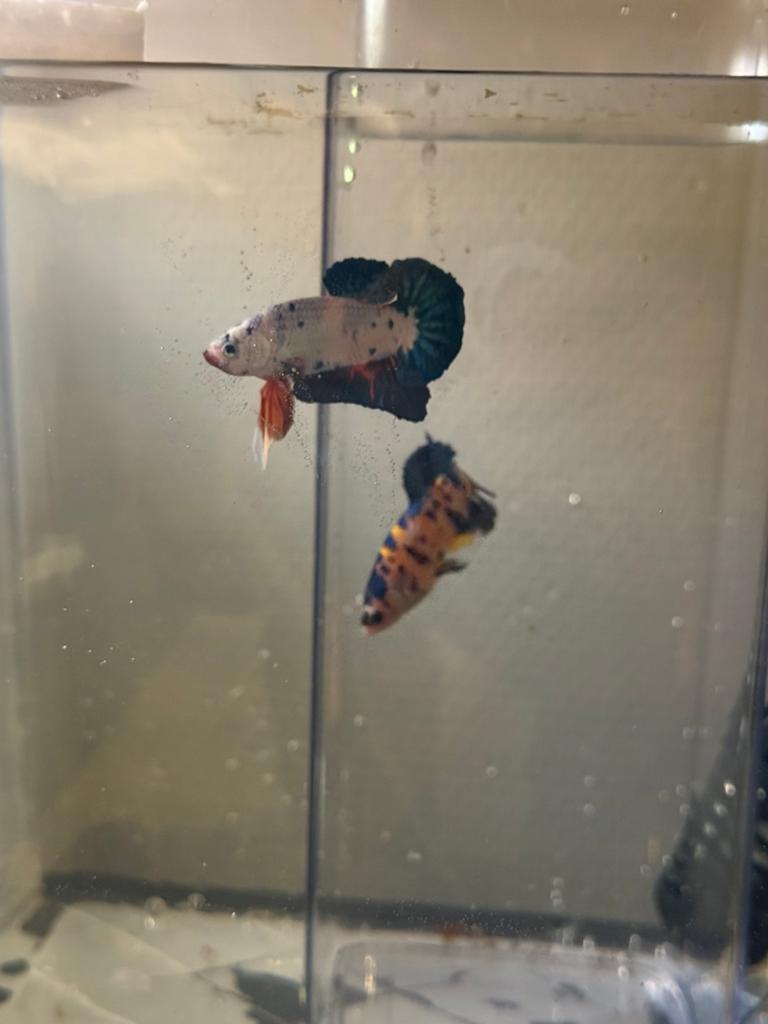 Prachtige Koi / Marble Betta Fry–Top Genetica!, Dieren en Toebehoren, Vissen | Aquariumvissen, Vis