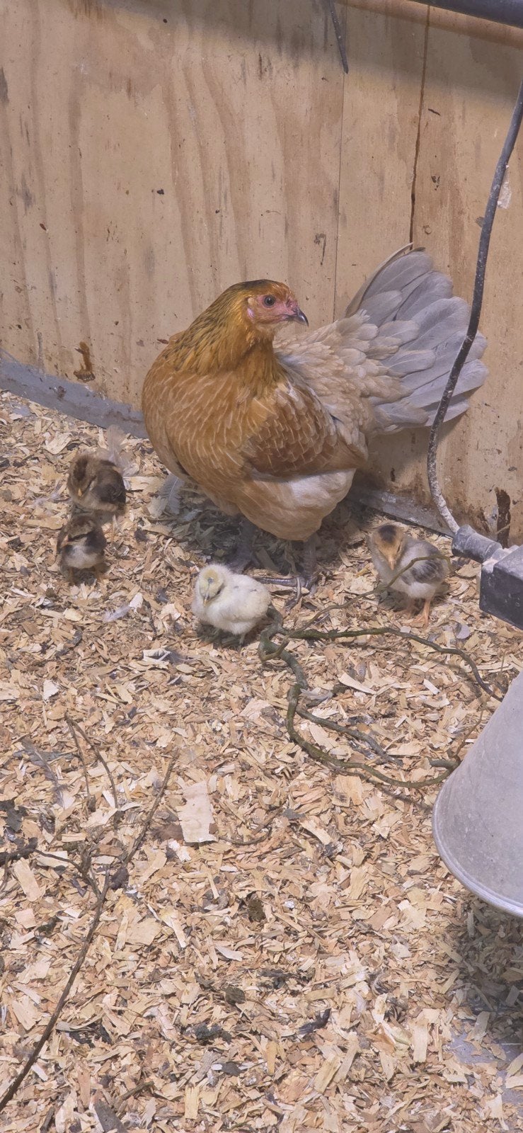 kip met kuikens, Vrouwelijk, Kip