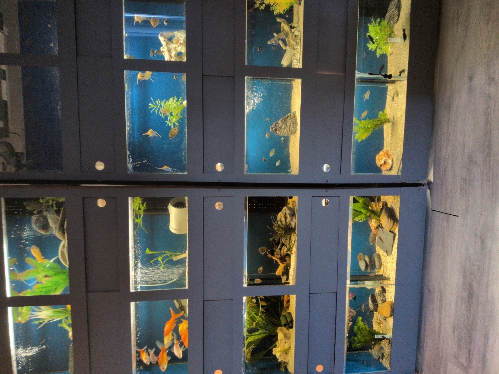 aquarium stelling, Ophalen, Gevuld zoetwateraquarium