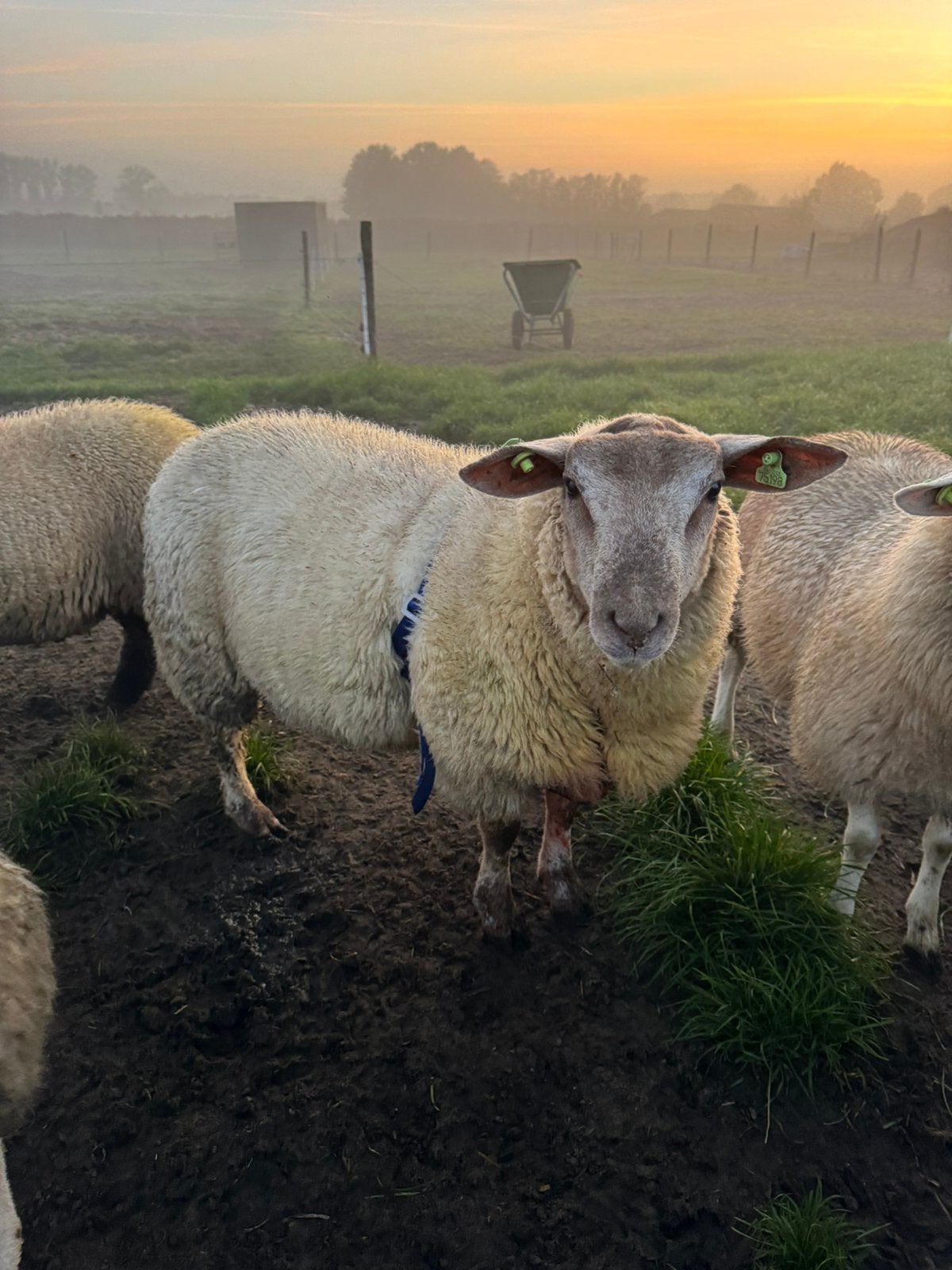 Dekram, Mannelijk, Schaap