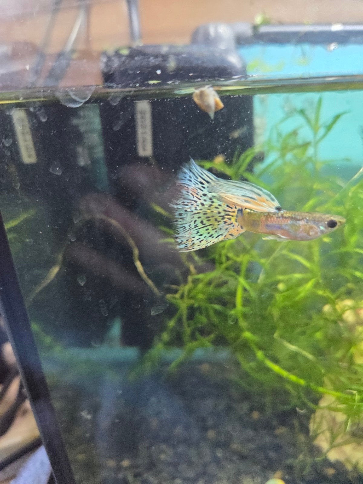 20 King Tiger Multicolor Grass guppy BABY'S voor 25€, Dieren en Toebehoren, Vissen | Aquariumvissen, Vis, Zoetwatervis, Schoolvis
