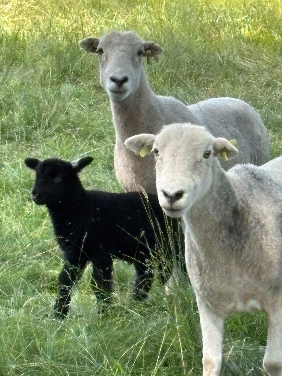 Herdwick, Meerdere dieren, Schaap