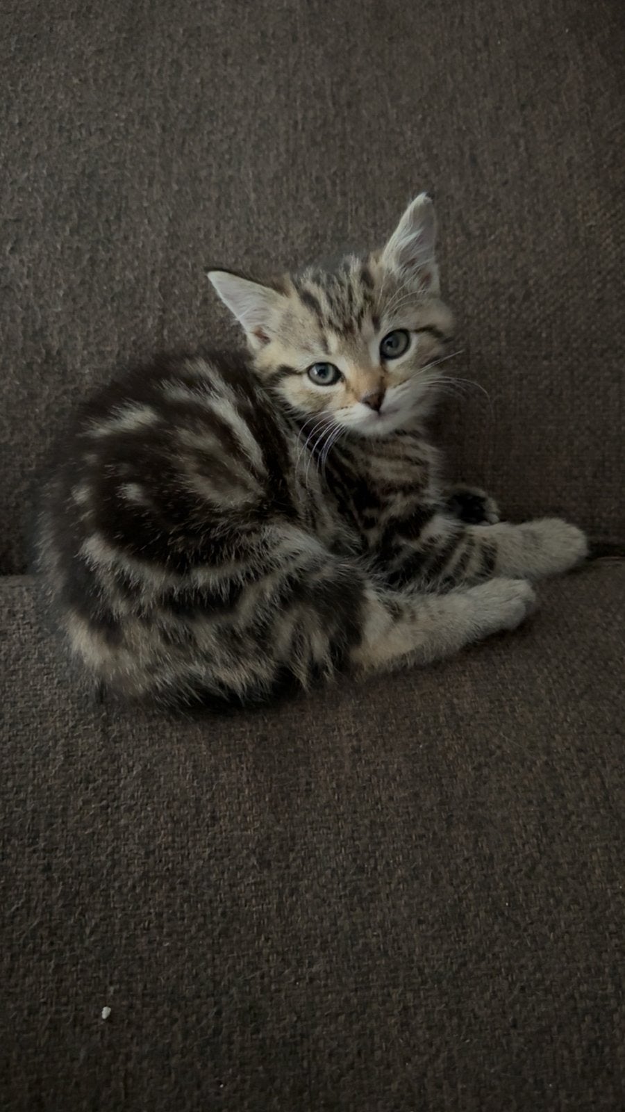 Kittens, Dieren en Toebehoren, Meerdere dieren