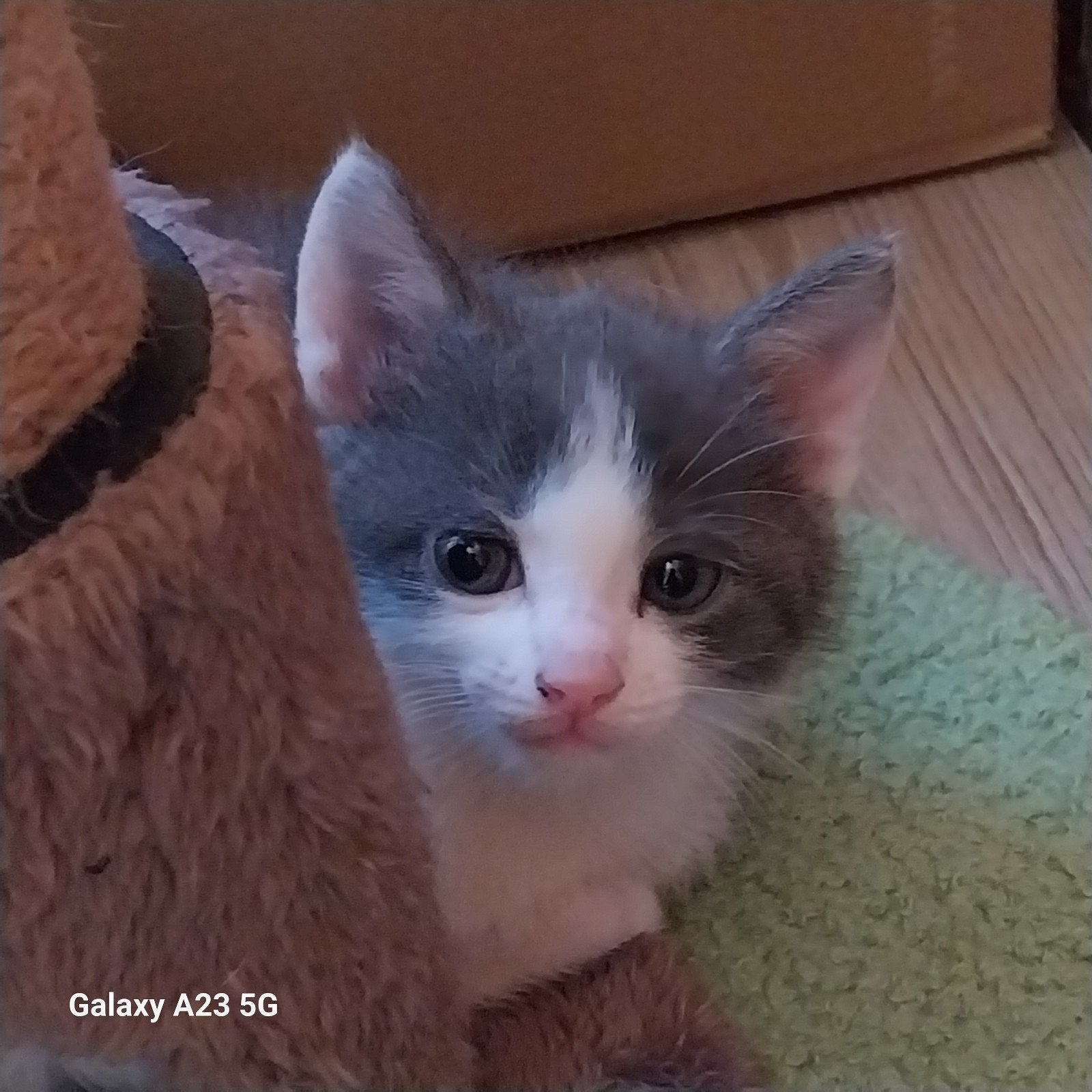 europeze kittens, Meerdere dieren, Kortharig, 0 tot 2 jaar