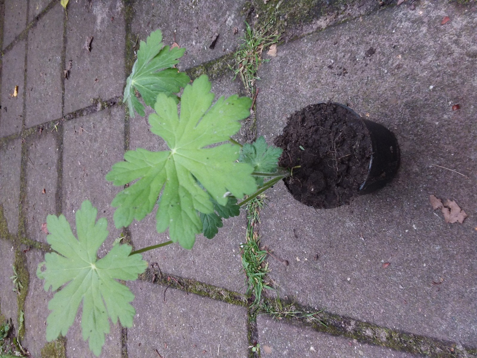 Geraniums, Ophalen, Minder dan 100 cm, Overige soorten