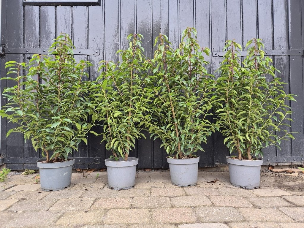 Portugese laurier haagplanten 80-90 cm potgekweekt, Verzenden, Laurier, Haag, Minder dan 100 cm