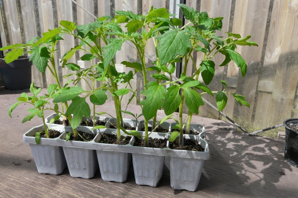 Tomatenplanten, Ophalen, Volle zon, Groenteplanten, Eenjarig