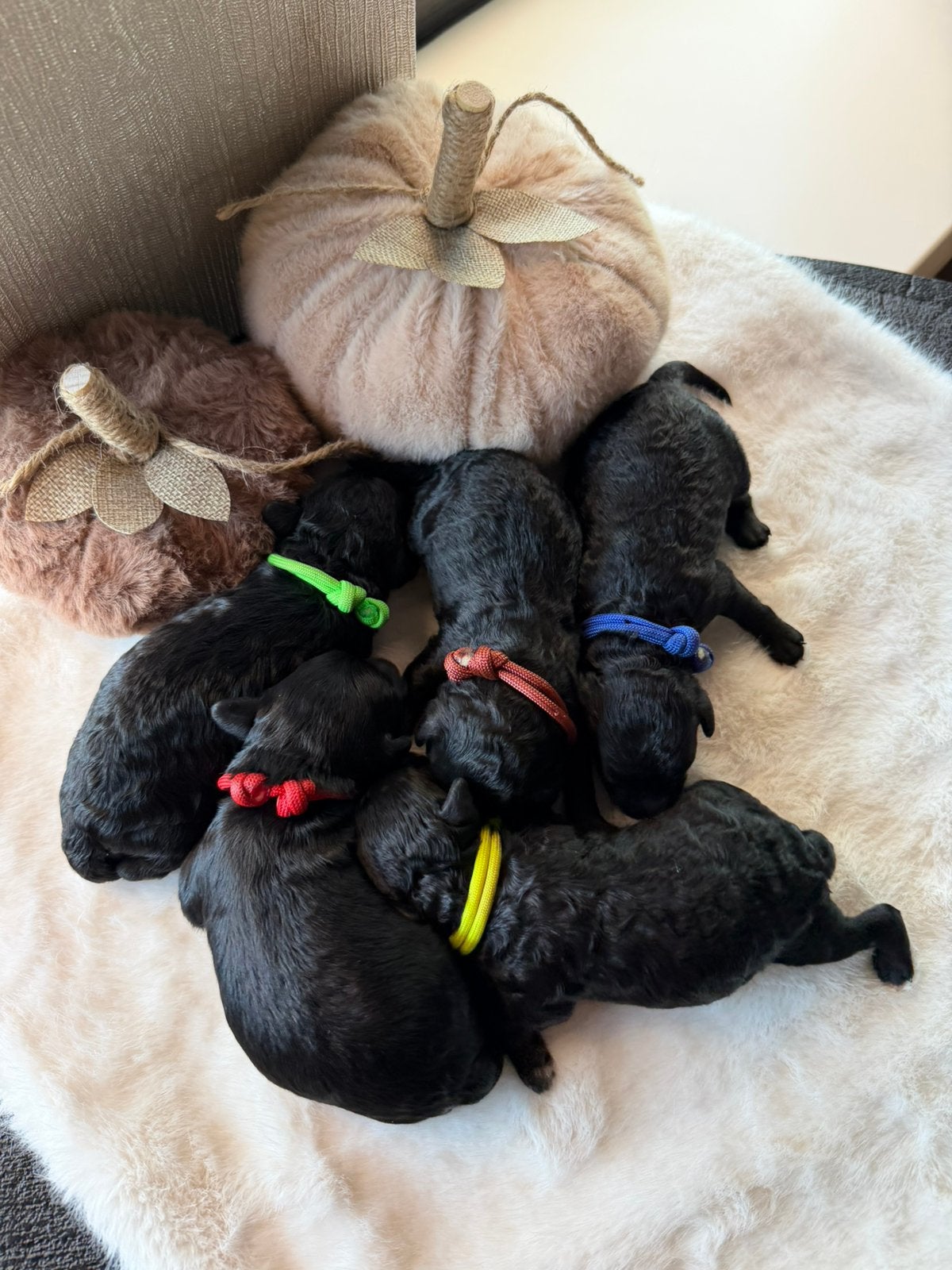 Mini (Australian) labradoodle pups 🐾, Dieren en Toebehoren, Parvo, Overige rassen, 8 tot 15 weken, Meerdere