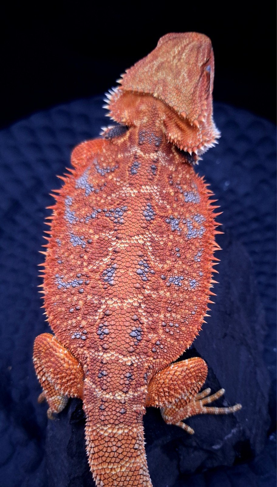 50% Red Monster Extreme Blue Tiger Vrouw met grote spikes, Dieren en Toebehoren, Hagedis, 0 tot 2 jaar