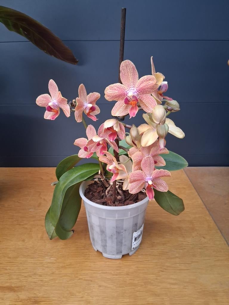 Prachtige Phalaenopsis Orchidee, Ophalen, Halfschaduw, Minder dan 100 cm
