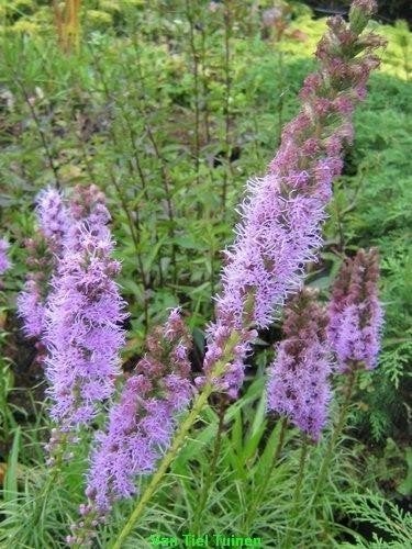 Liatris spicata purple Lampenpoetser vasteplant afhaal aanbi, Tuin en Terras, Planten | Tuinplanten, Ophalen, Overige soorten