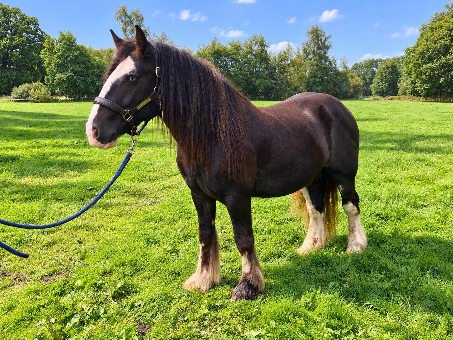 😍2,5 jarige zwarte eyecatcher tinker ruin😍, Dieren en Toebehoren, Met stamboom, Ruin, 0 tot 2 jaar, Onbeleerd