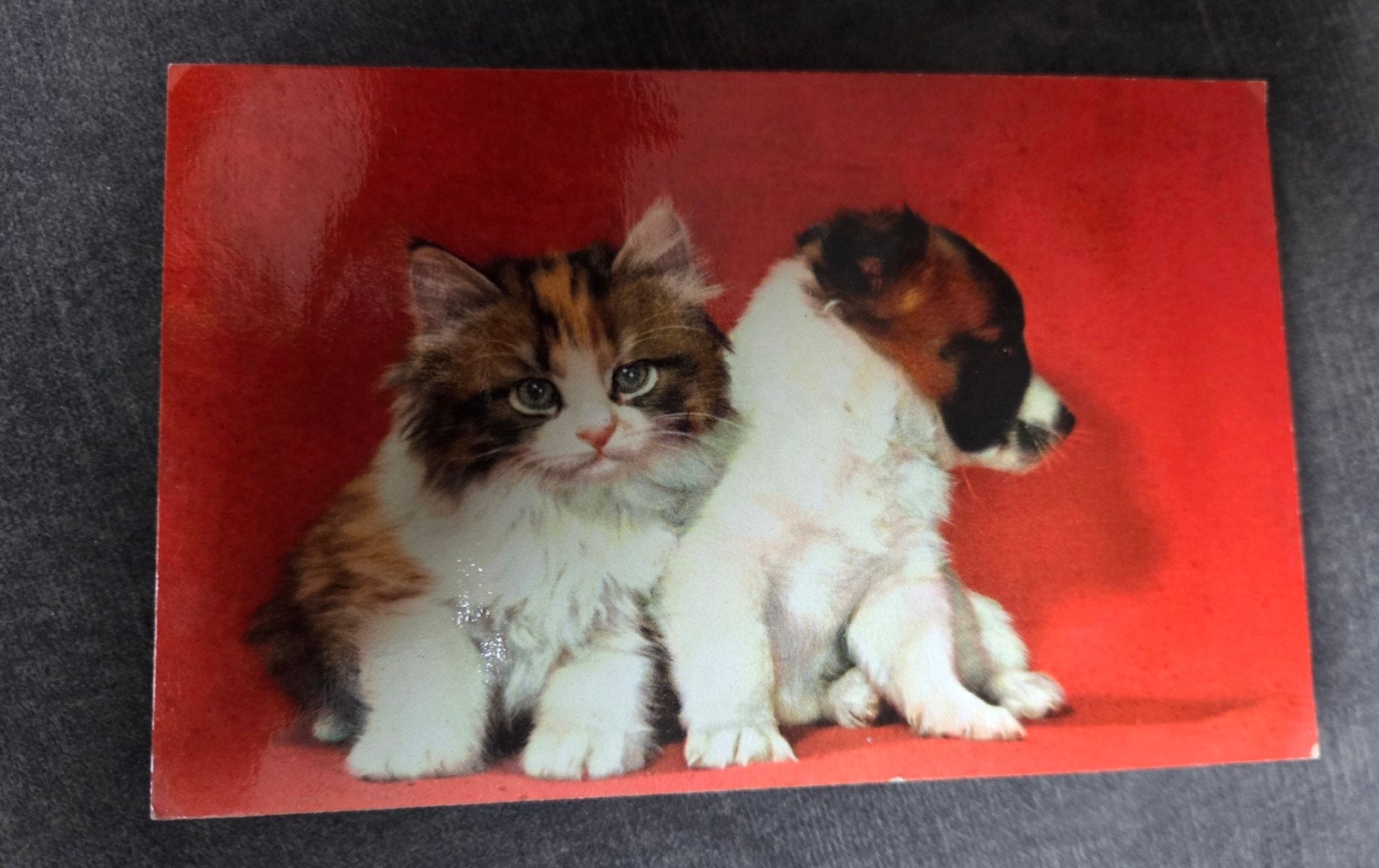 Oiepkaart Kat en Hond (1960) - ansichtkaart met piep geluid, Verzamelen, Verzenden, 1960 tot 1980, Gelopen, Hond of Kat