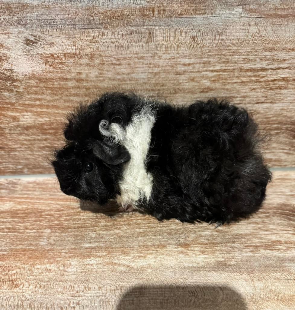 Cavia beertje, Dieren en Toebehoren, Knaagdieren, Cavia, April, Mannelijk, Tam