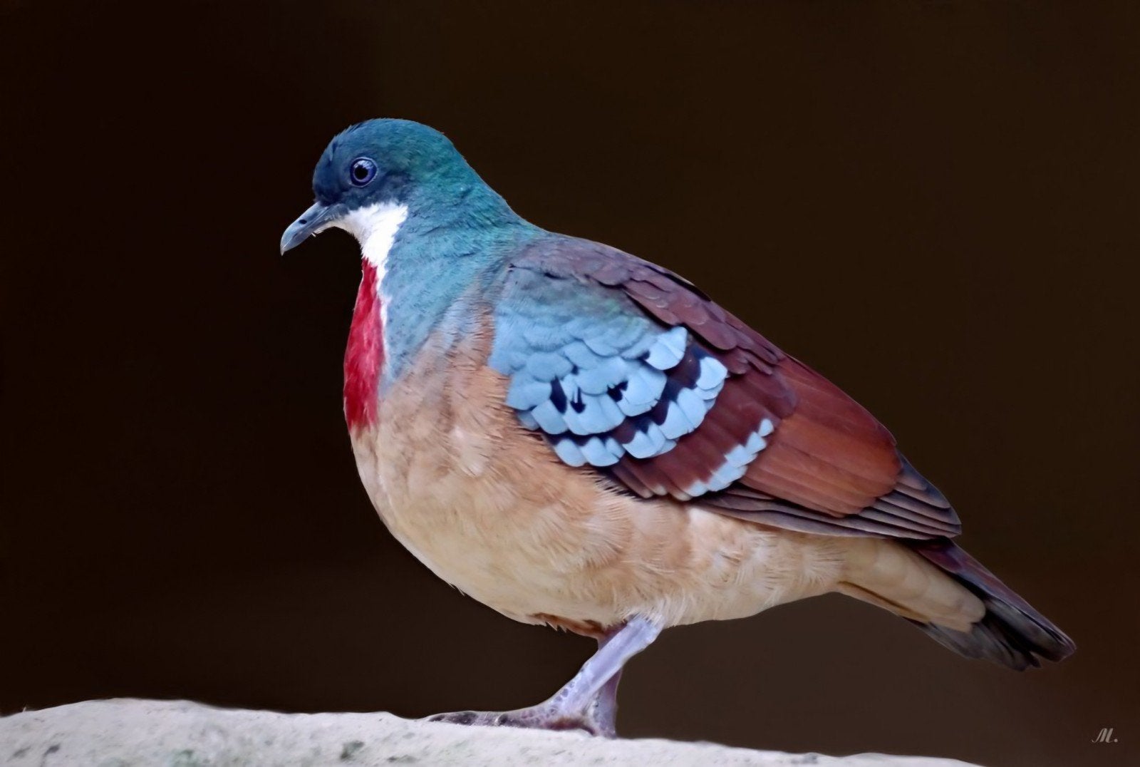 Bartlett dolksteekduiven te koop, Meerdere dieren, Geringd