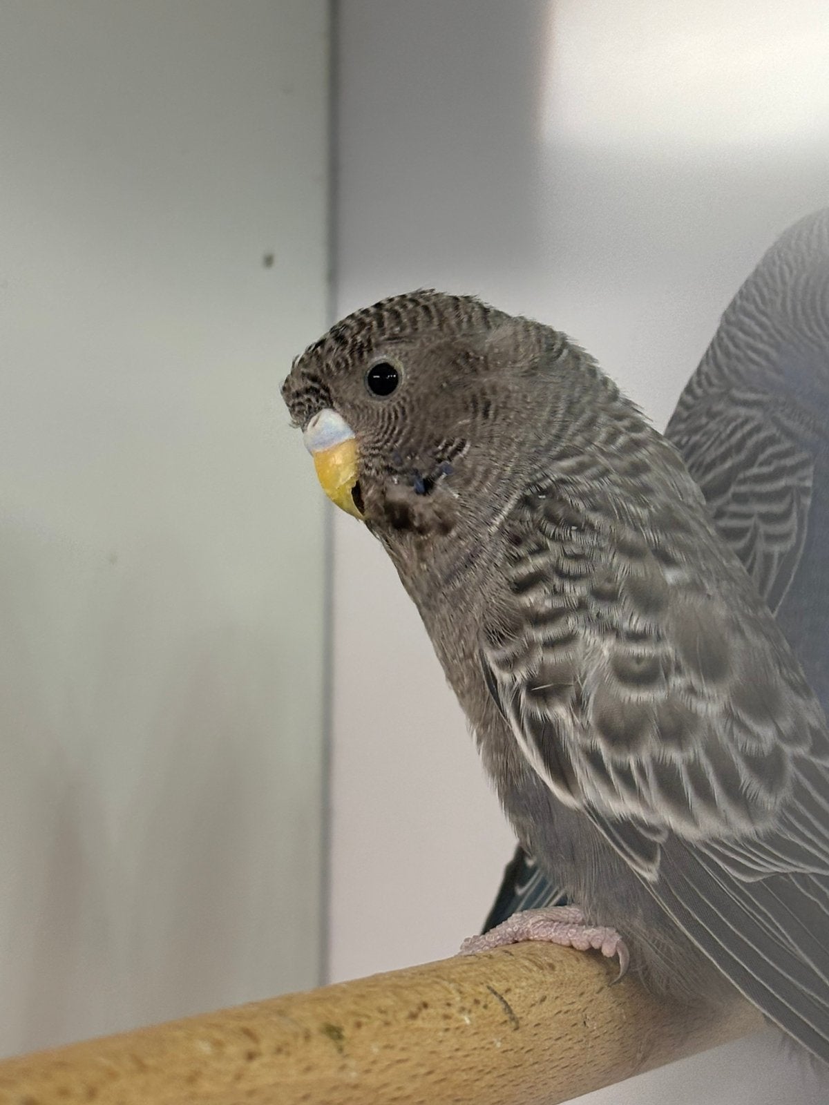 Blackface pop en blackfaceblackwing man, Dieren en Toebehoren, Vogels | Parkieten en Papegaaien, Meerdere dieren, Parkiet, Geringd