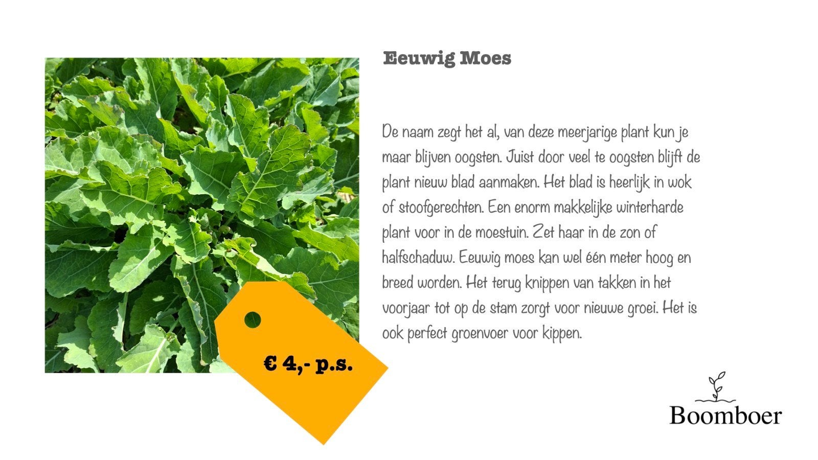 Eeuwig moes / Eeuwig kool, Tuin en Terras, Ophalen, Minder dan 100 cm, Overige soorten