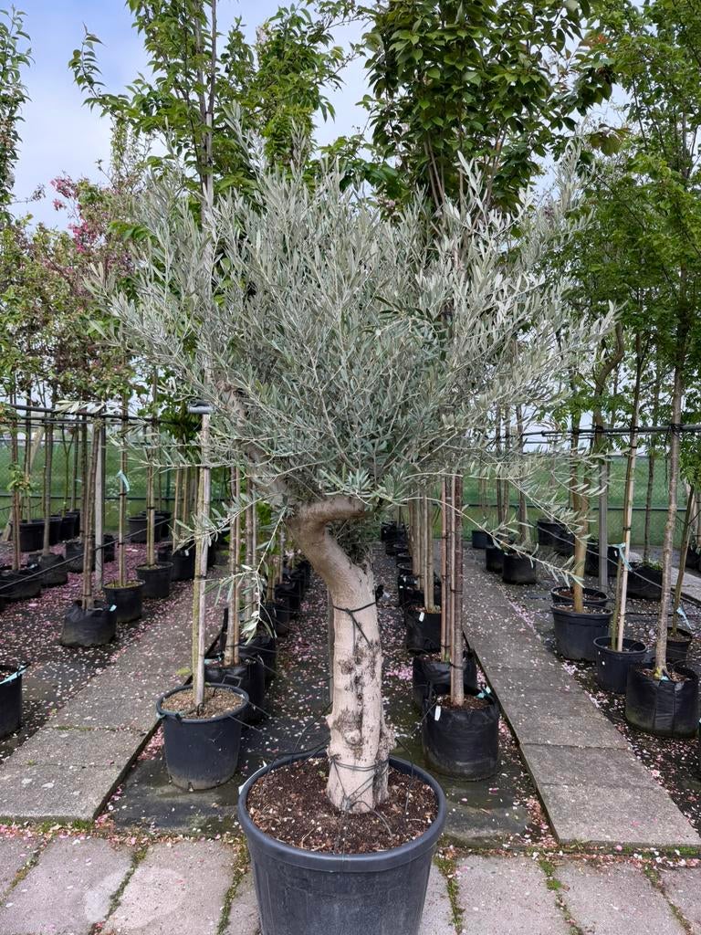 Olea europaea halfstam, Lente, 100 tot 250 cm, Olijfboom, Ophalen