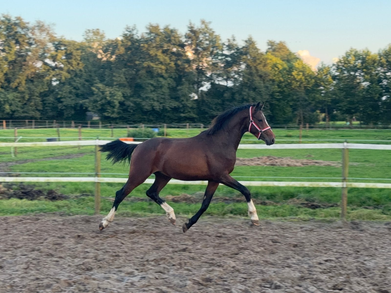 2,5 jarige welsh D pony hengst, Dieren en Toebehoren, Met stamboom, Dressuurpony, Niet van toepassing, 0 tot 2 jaar
