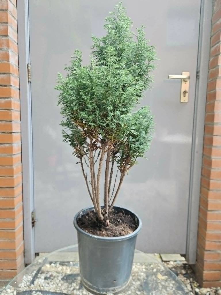 Cypres Ellwoodii 70cm, Tuin en Terras, Planten | Bomen, Bloeit niet, Overige soorten, Minder dan 100 cm, Ophalen