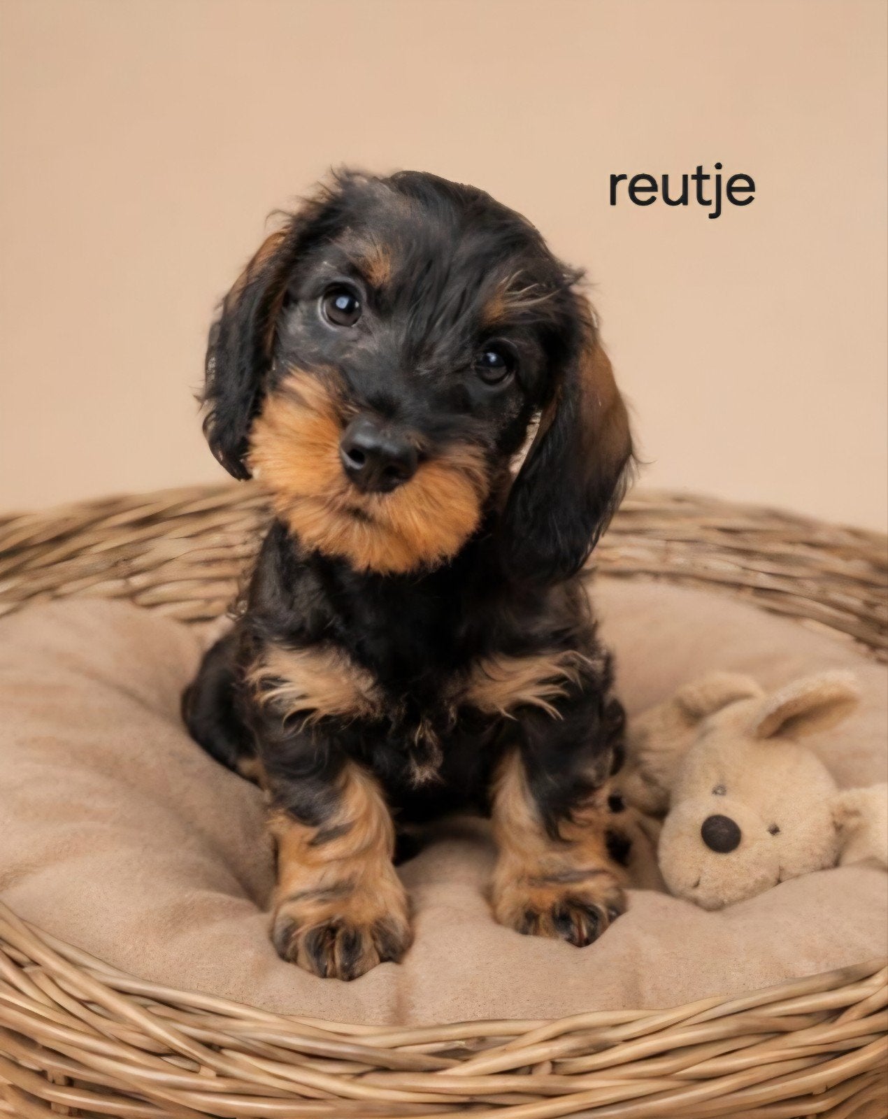 super mooie ruwhaar dwergteckel (tekkel) pups, Parvo, 8 tot 15 weken, Dwerg, Meerdere