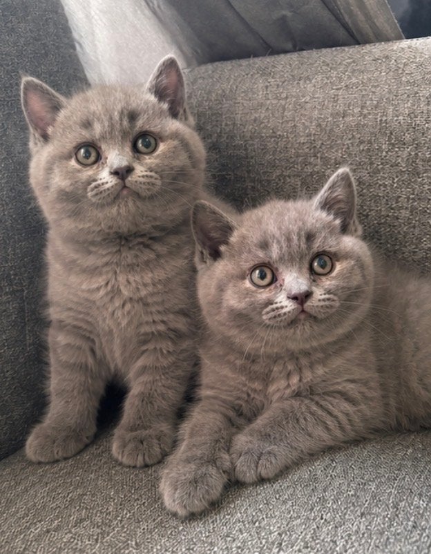 Britse Korthaar Kittens (kater), Meerdere dieren, Ontwormd, 0 tot 2 jaar