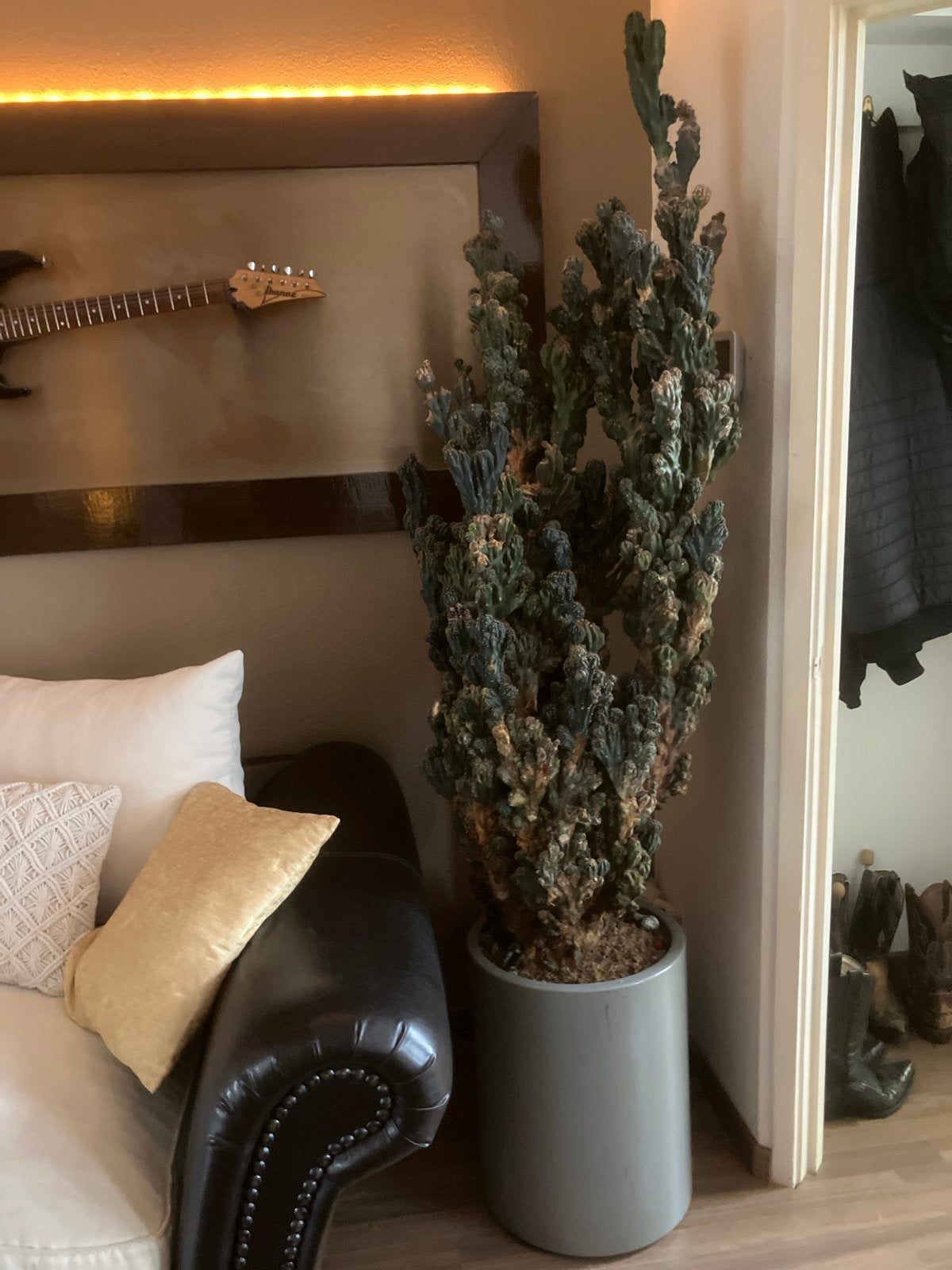 Grote cactus in pot  (2,20meter met pot), Huis en Inrichting, Kamerplanten, Ophalen, Cactus, 200 cm of meer