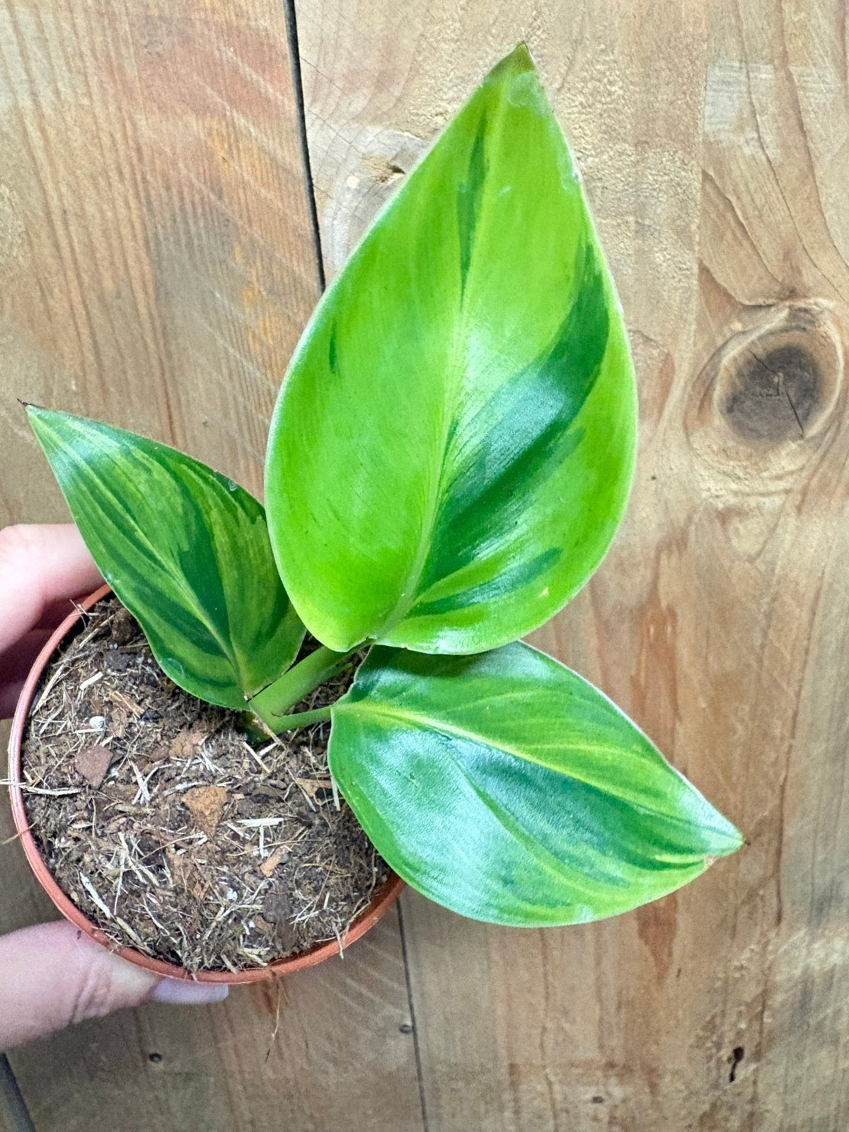 Strelitzia nicolai variegata plant aurea lemon lime green, Huis en Inrichting, Kamerplanten, Ophalen of Verzenden, Halfschaduw