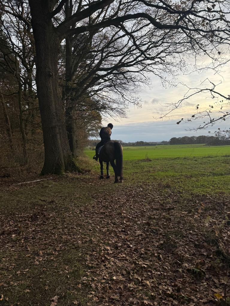 Verzorg paard gezocht !! Verzorgster aangeboden, Dieren en Toebehoren