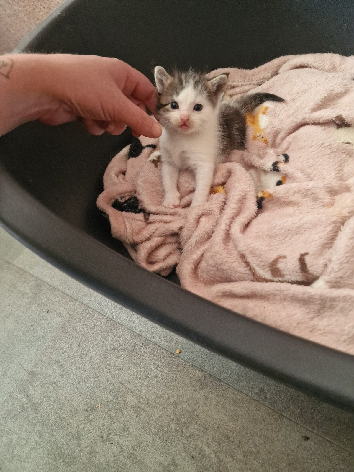 2 kittens beschikbaar, Dieren en Toebehoren, Katten en Kittens | Overige Katten