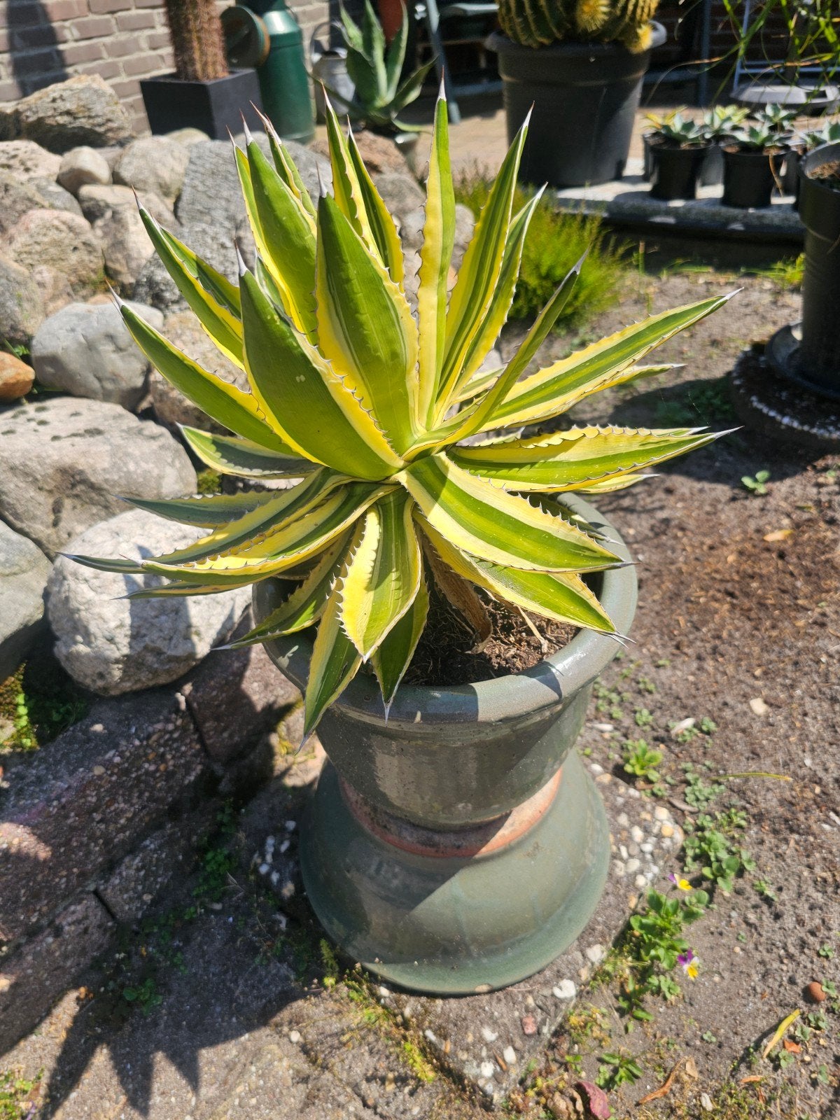 Agave, Tuin en Terras, Ophalen, Bloeit niet, Overige soorten, Volle zon