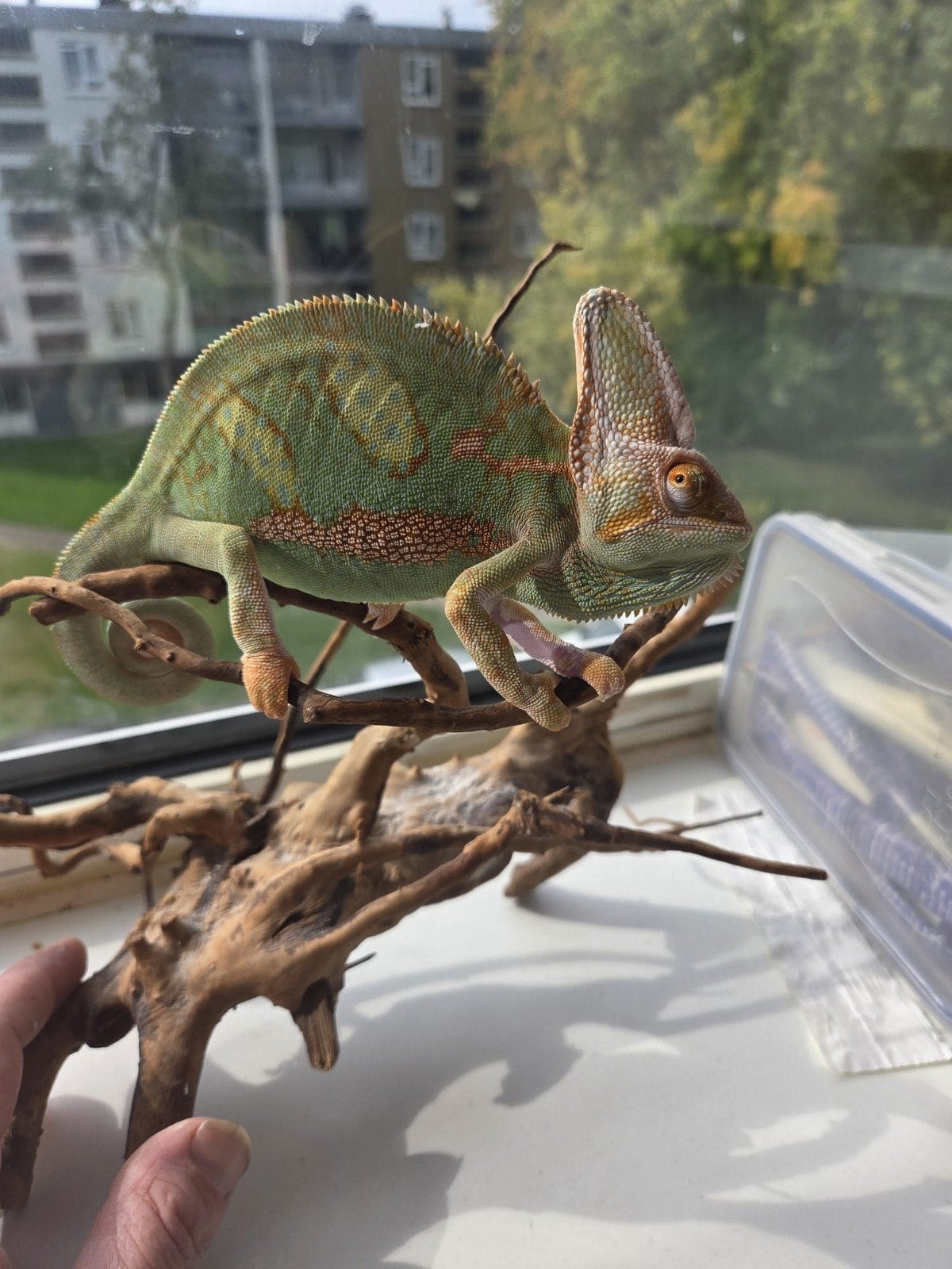 te koop jonge piebald jemen kameleon man Chameleon photo 4