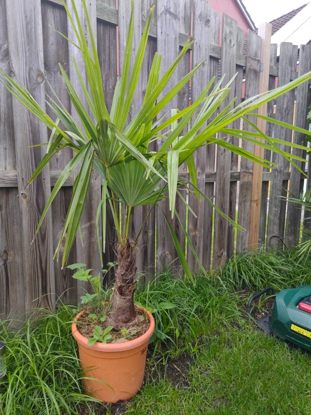 Trachycarpus Fortunei 120cm, Tuin en Terras, Bloeit niet, Minder dan 100 cm, Palmboom, Ophalen