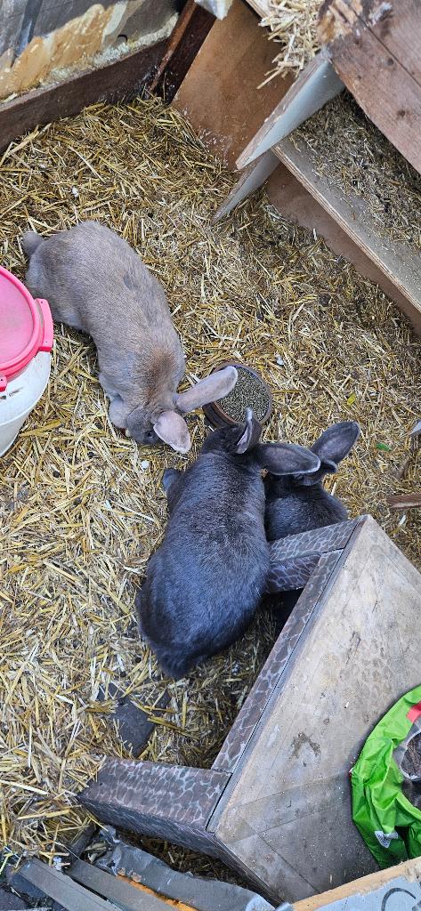 Konijnen, Meerdere dieren, Groot, 3 tot 5 jaar