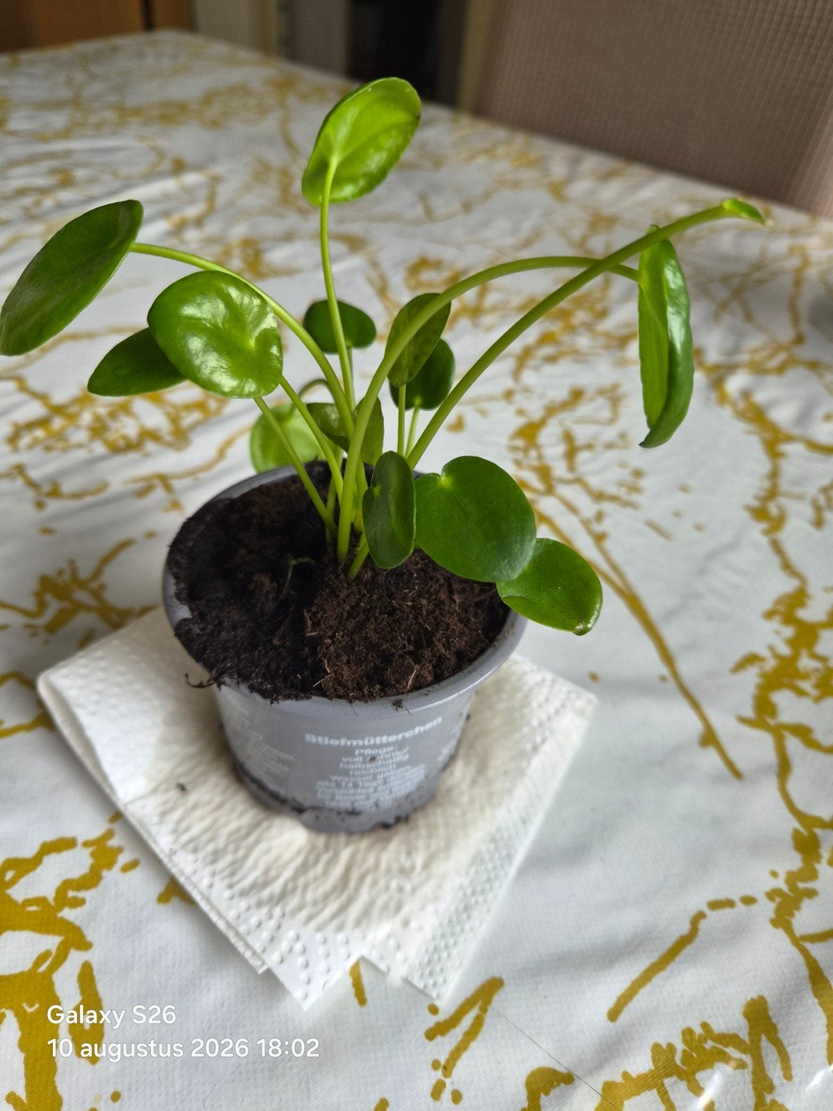 pannekoek plant, Huis en Inrichting, Ophalen, Halfschaduw, Minder dan 100 cm