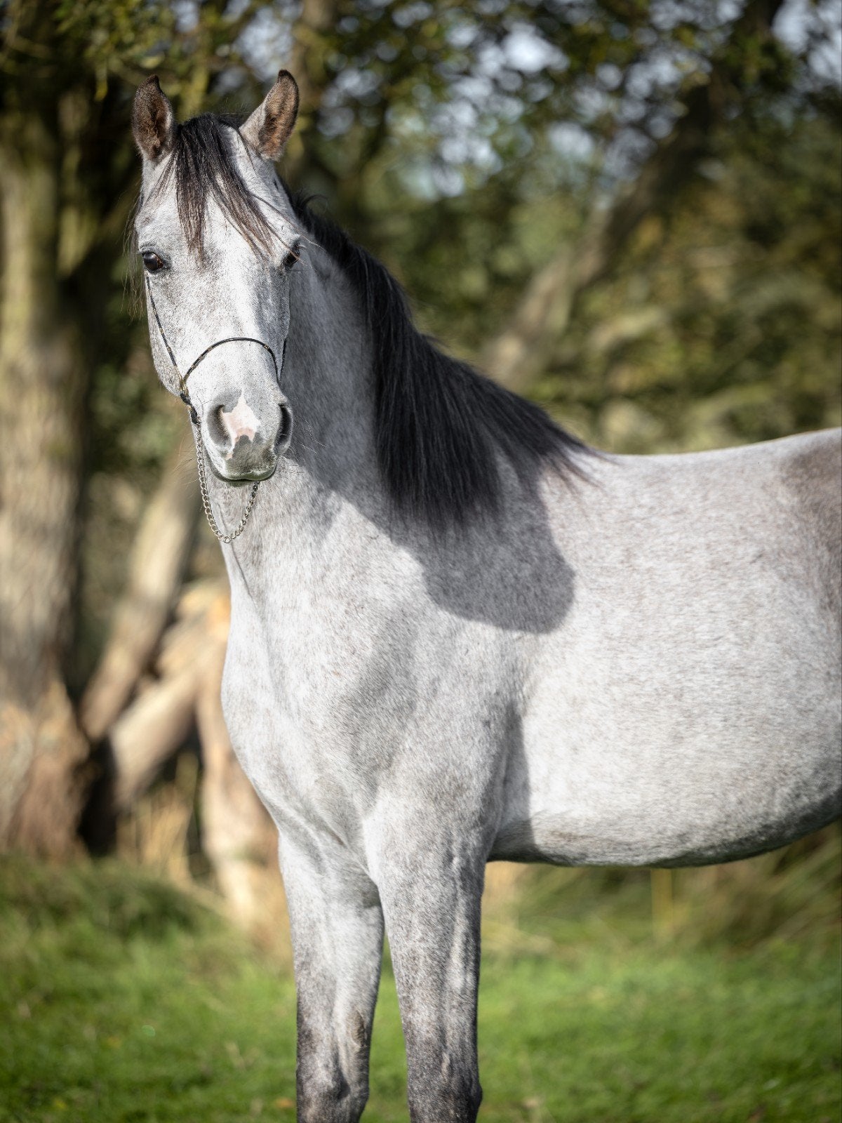 Twee prachtige arabisch volbloeden, Minder dan 160 cm, Ruin, Zadelmak, 3 tot 6 jaar